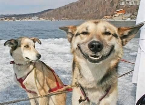 High Quality laughing dog Blank Meme Template