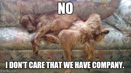 Chill Dog | NO I DON'T CARE THAT WE HAVE COMPANY. | image tagged in chill dog | made w/ Imgflip meme maker