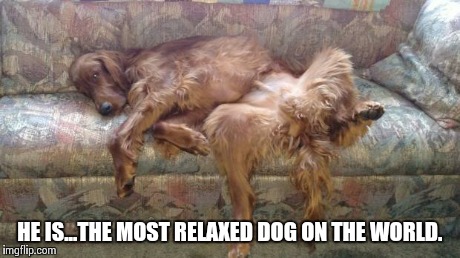 Chill Dog | HE IS...THE MOST RELAXED DOG ON THE WORLD. | image tagged in chill dog | made w/ Imgflip meme maker