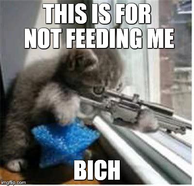 cats with guns | THIS IS FOR NOT FEEDING ME BICH | image tagged in cats with guns | made w/ Imgflip meme maker