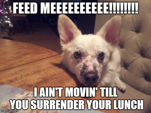 FEED MEEEEEEEEEE!!!!!!!! I AIN'T MOVIN' TILL YOU SURRENDER YOUR LUNCH | image tagged in i ain't moving | made w/ Imgflip meme maker