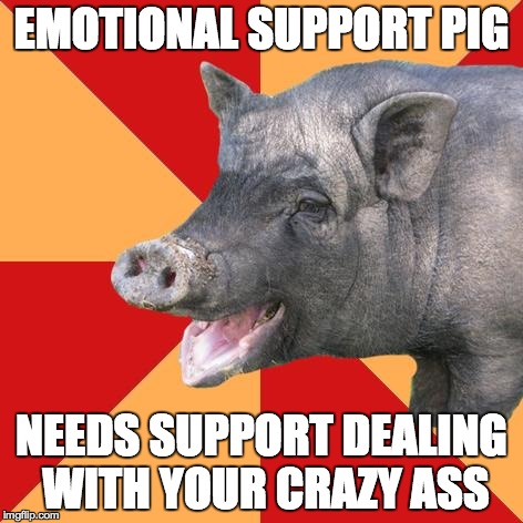 EMOTIONAL SUPPORT PIG NEEDS SUPPORT DEALING WITH YOUR CRAZY ASS | image tagged in emotional support pig | made w/ Imgflip meme maker