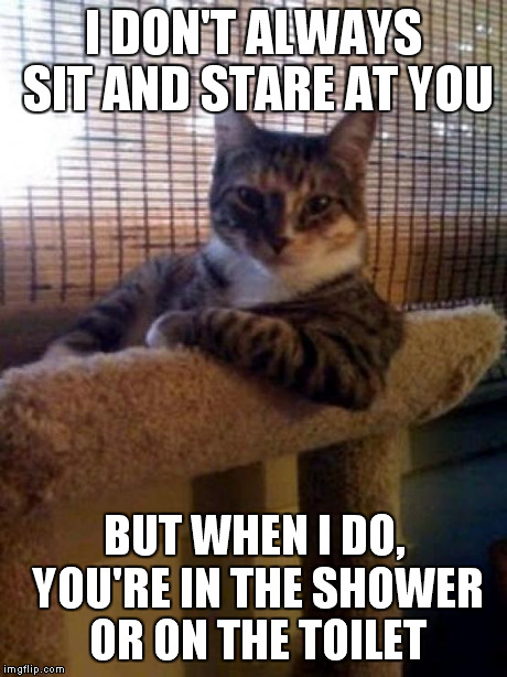 The Most Interesting Cat In The World | I DON'T ALWAYS SIT AND STARE AT YOU BUT WHEN I DO, YOU'RE IN THE SHOWER OR ON THE TOILET | image tagged in memes,the most interesting cat in the world | made w/ Imgflip meme maker