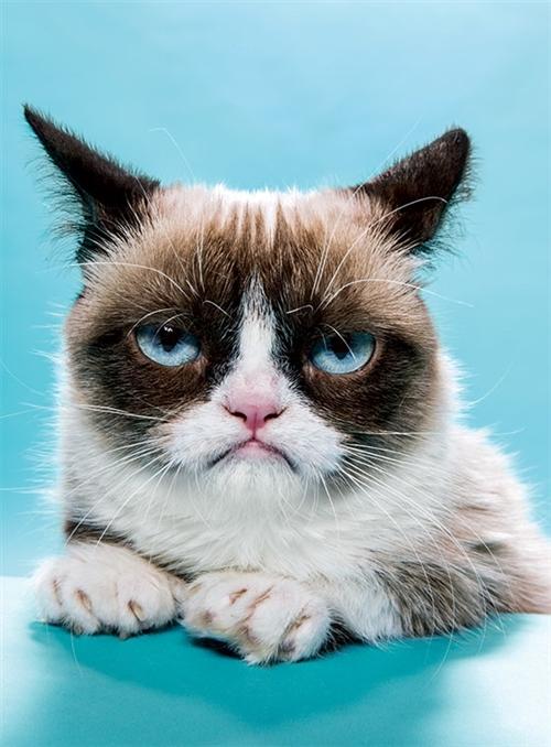 High Quality Grumpy Cat Blank Meme Template
