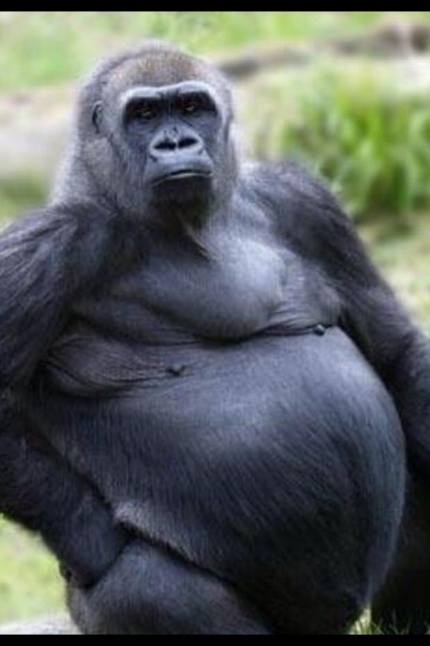 High Quality Fat gorilla  Blank Meme Template