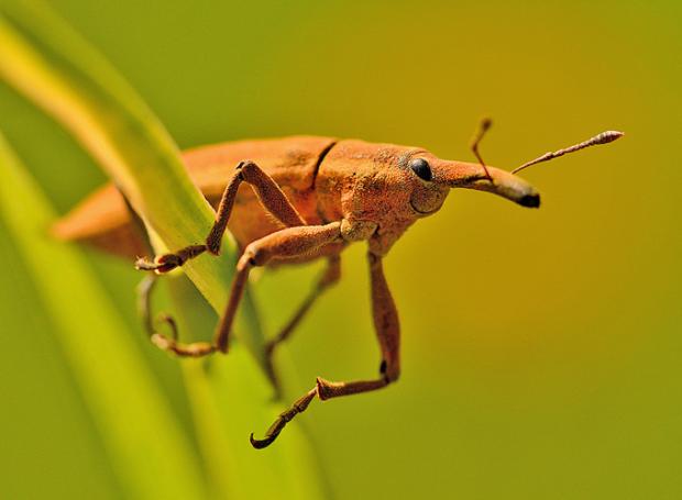 Happy Insect Blank Meme Template