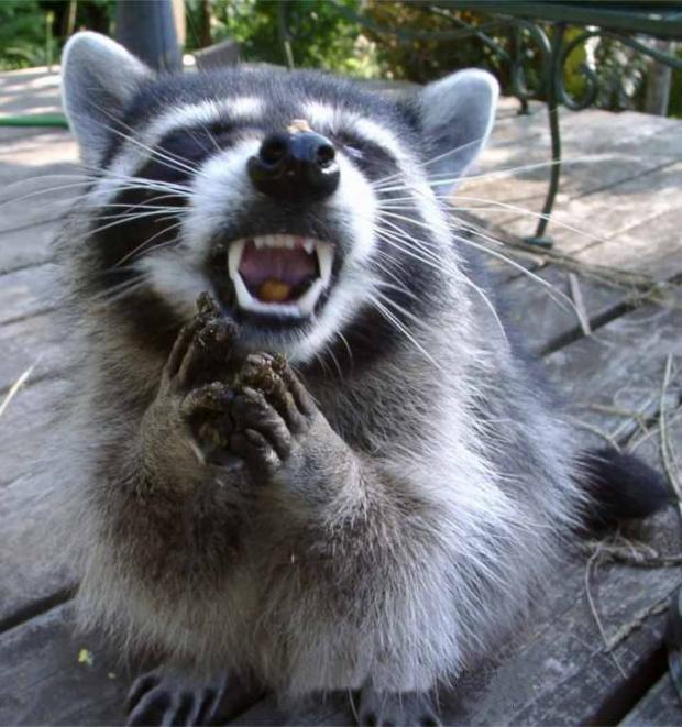 Laughing Raccoon Blank Meme Template