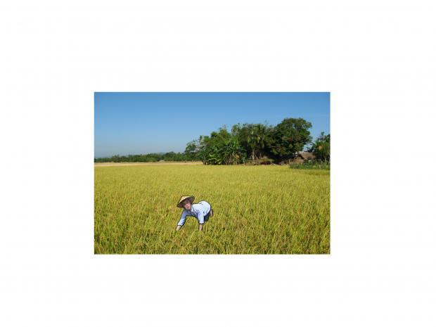 High Quality Filthy Franku Rice Fields Blank Meme Template