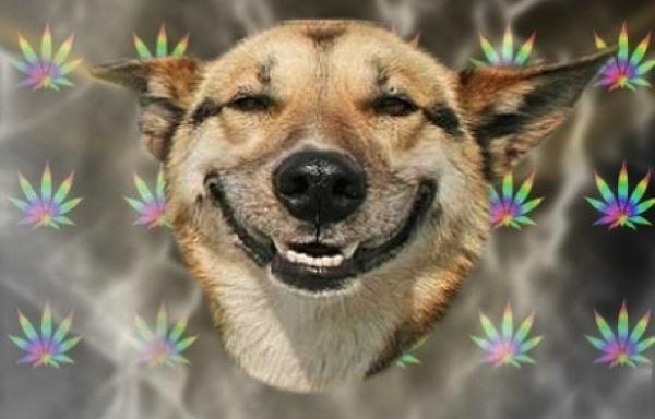 stoned dog Blank Meme Template