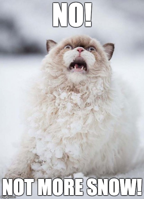 Scared Cat | NO! NOT MORE SNOW! | image tagged in scared cat | made w/ Imgflip meme maker