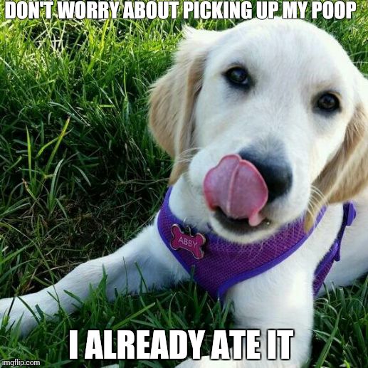 DON'T WORRY ABOUT PICKING UP MY POOP I ALREADY ATE IT | image tagged in golden retriever licking | made w/ Imgflip meme maker