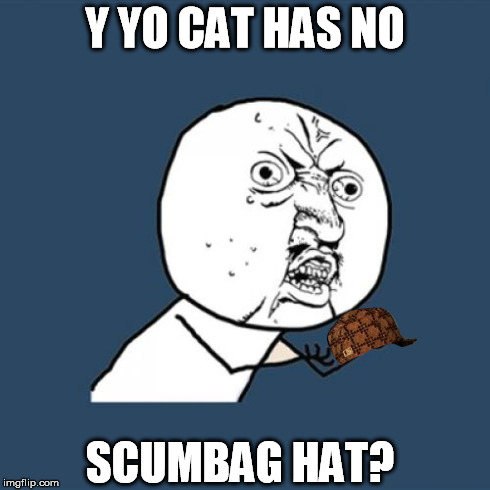 Y U No Meme | Y YO CAT HAS NO SCUMBAG HAT? | image tagged in memes,y u no,scumbag | made w/ Imgflip meme maker