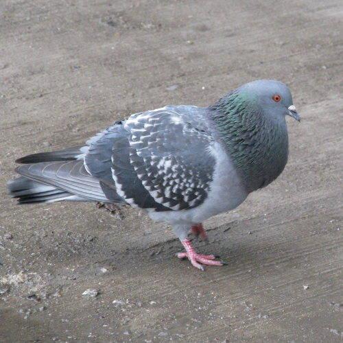 Hamburg Pigeon Blank Meme Template