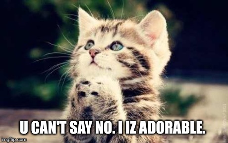 U CAN'T SAY NO. I IZ ADORABLE. | made w/ Imgflip meme maker