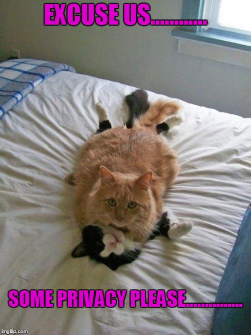 funny cats | EXCUSE US............ SOME PRIVACY PLEASE............... | image tagged in funny cats | made w/ Imgflip meme maker