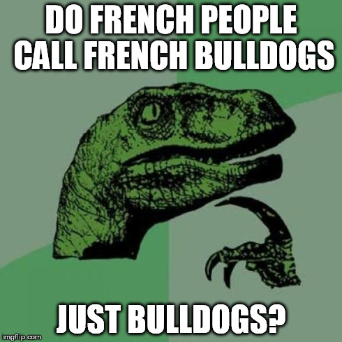 Philosoraptor Meme | DO FRENCH PEOPLE CALL FRENCH BULLDOGS JUST BULLDOGS? | image tagged in memes,philosoraptor | made w/ Imgflip meme maker