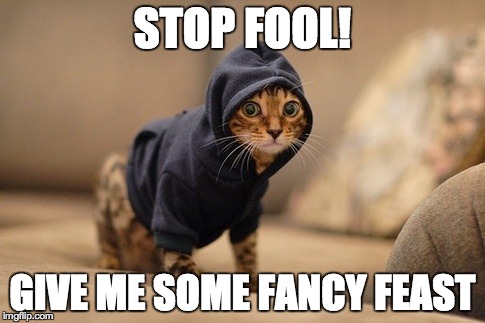 Hoody Cat | STOP FOOL! GIVE ME SOME FANCY FEAST | image tagged in memes,hoody cat | made w/ Imgflip meme maker