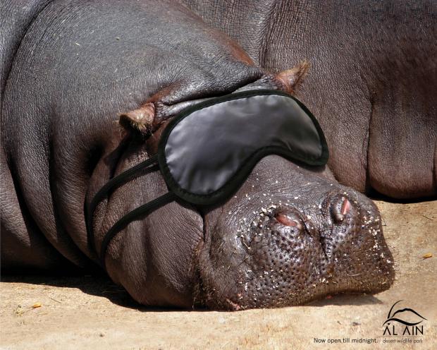 High Quality Sleeping Hippo Blank Meme Template