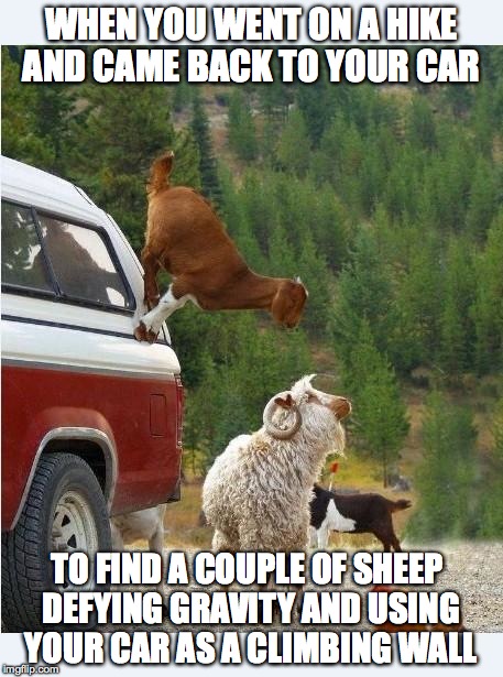 AnimalsRawsome | WHEN YOU WENT ON A HIKE AND CAME BACK TO YOUR CAR TO FIND A COUPLE OF SHEEP DEFYING GRAVITY AND USING YOUR CAR AS A CLIMBING WALL | image tagged in animalsrawsome | made w/ Imgflip meme maker