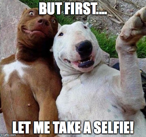 selfie dogs | BUT FIRST.... LET ME TAKE A SELFIE! | image tagged in selfie dogs | made w/ Imgflip meme maker