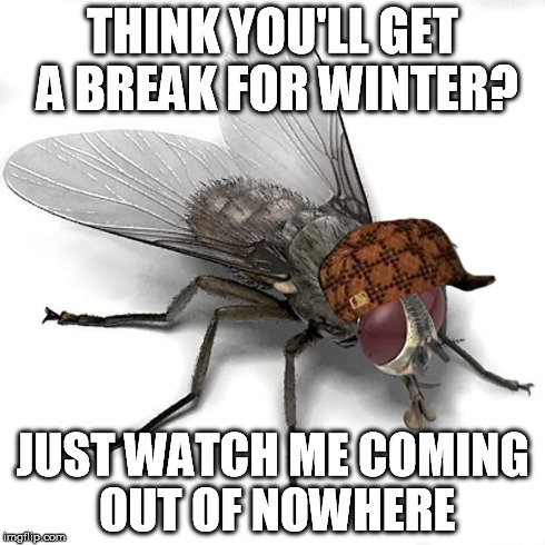 As soon as it's a little warmer outside or inside | THINK YOU'LL GET A BREAK FOR WINTER? JUST WATCH ME COMING OUT OF NOWHERE | image tagged in scumbag house fly,scumbag,memes | made w/ Imgflip meme maker