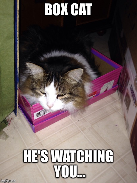 Rocky the box cat | BOX CAT HE'S WATCHING YOU... | image tagged in funny,memes,cats | made w/ Imgflip meme maker