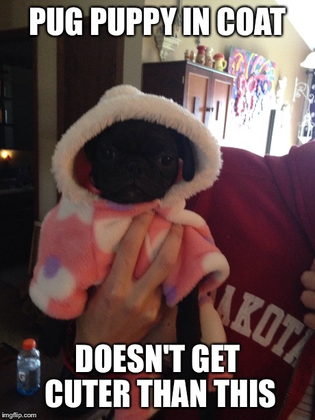 Coat pug | PUG PUPPY IN COAT DOESN'T GET CUTER THAN THIS | image tagged in funny,cute puppies,memes | made w/ Imgflip meme maker