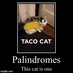 Palindromes | This cat is one | image tagged in funny,demotivationals | made w/ Imgflip demotivational maker