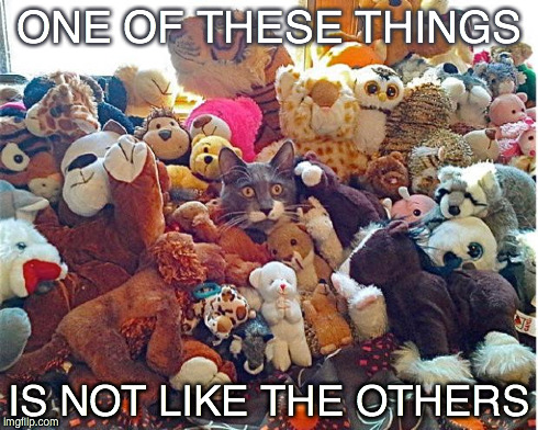 ONE OF THESE THINGS IS NOT LIKE THE OTHERS | image tagged in oneofthesethings,cats | made w/ Imgflip meme maker