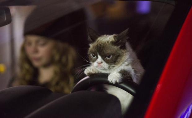 Grumpy Cat Driving Blank Meme Template