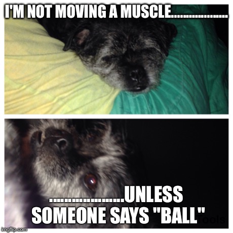 My Westy-pug  | I'M NOT MOVING A MUSCLE................... ....................UNLESS SOMEONE SAYS "BALL" | image tagged in funny,memes,dogs | made w/ Imgflip meme maker