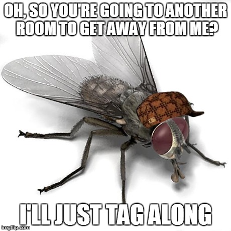 Scumbag House Fly | OH, SO YOU'RE GOING TO ANOTHER ROOM TO GET AWAY FROM ME? I'LL JUST TAG ALONG | image tagged in scumbag house fly,scumbag,funny | made w/ Imgflip meme maker