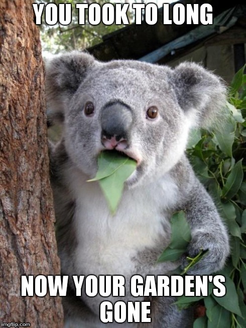 Surprised Koala | YOU TOOK TO LONG NOW YOUR GARDEN'S GONE | image tagged in memes,surprised koala | made w/ Imgflip meme maker