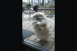 image tagged in gifs,animals | made w/ Imgflip video-to-gif maker
