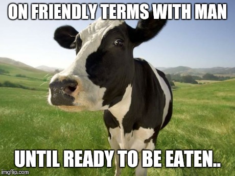 Where's the beef | ON FRIENDLY TERMS WITH MAN UNTIL READY TO BE EATEN.. | image tagged in cow,funny,funny memes,farm animals | made w/ Imgflip meme maker