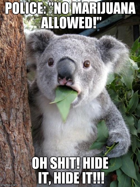 Surprised Koala Meme | POLICE: "NO MARIJUANA ALLOWED!" OH SHIT! HIDE IT, HIDE IT!!! | image tagged in memes,surprised koala | made w/ Imgflip meme maker