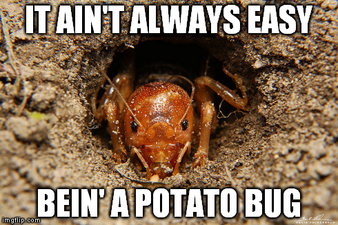 potato bug | IT AIN'T ALWAYS EASY BEIN' A POTATO BUG | image tagged in potato bug,ain't easy | made w/ Imgflip meme maker