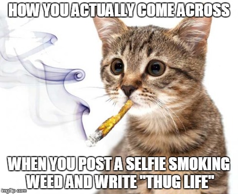 HOW YOU ACTUALLY COME ACROSS WHEN YOU POST A SELFIE SMOKING WEED AND WRITE "THUG LIFE" | image tagged in pot kitty | made w/ Imgflip meme maker
