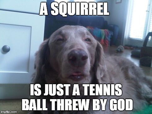 High Dog | A SQUIRREL IS JUST A TENNIS BALL THREW BY GOD | image tagged in memes,high dog | made w/ Imgflip meme maker