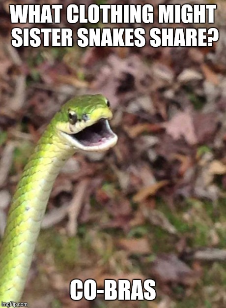 Laugh at my joke snake | WHAT CLOTHING MIGHT SISTER SNAKES SHARE? CO-BRAS | image tagged in snake,puns,jokes | made w/ Imgflip meme maker