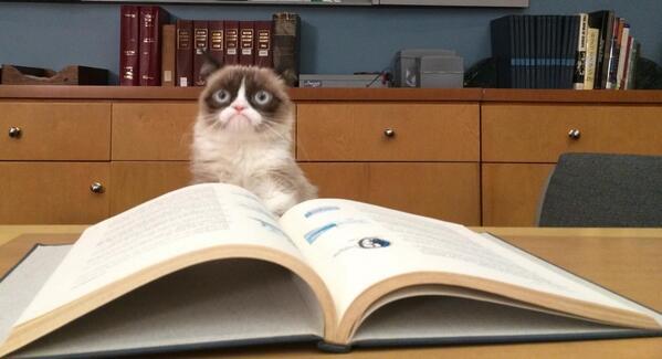 Grumpy Cat Studying Blank Meme Template