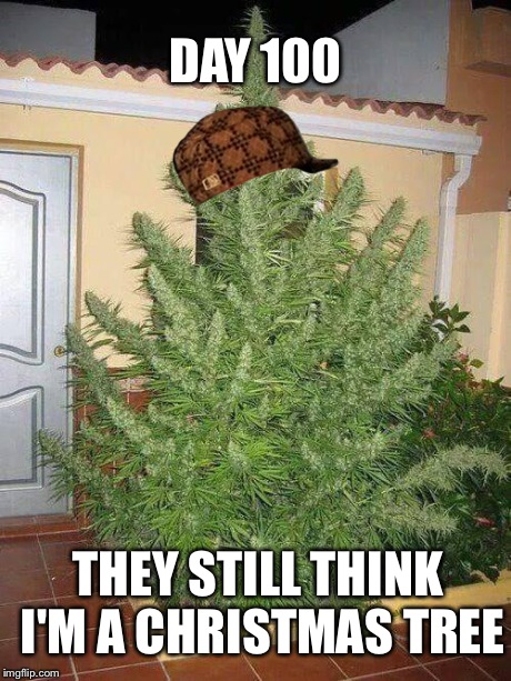 DAY 100 THEY STILL THINK I'M A CHRISTMAS TREE | image tagged in christkush tree,scumbag | made w/ Imgflip meme maker