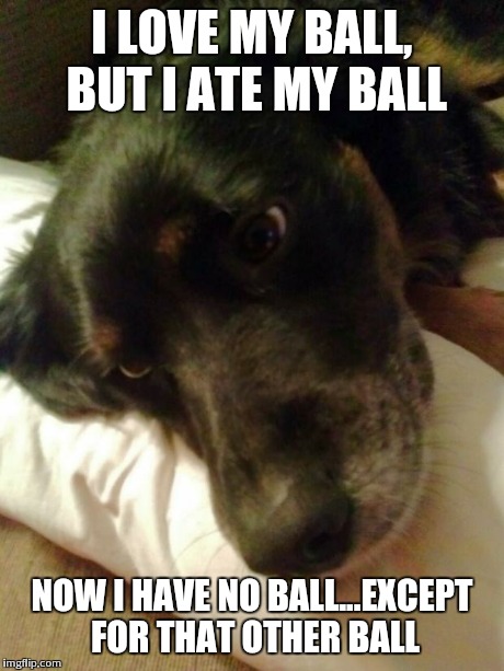 first world dog | I LOVE MY BALL, BUT I ATE MY BALL NOW I HAVE NO BALL...EXCEPT FOR THAT OTHER BALL | image tagged in first world dog | made w/ Imgflip meme maker