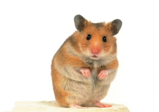 hamster stand Blank Meme Template