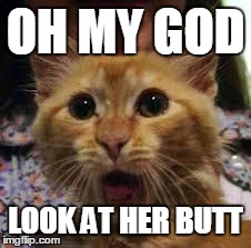anaconda cat | OH MY GOD LOOK AT HER BUTT | image tagged in google images | made w/ Imgflip meme maker