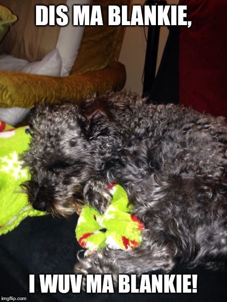 Schnauzer-poodle  | DIS MA BLANKIE, I WUV MA BLANKIE! | image tagged in cute puppies | made w/ Imgflip meme maker