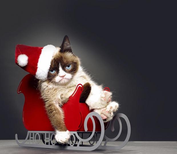 Grumpy Cat Christmas HD Blank Meme Template