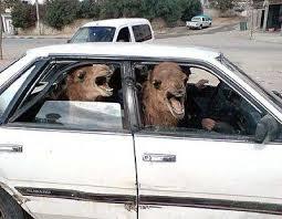 Camels In Car Blank Meme Template