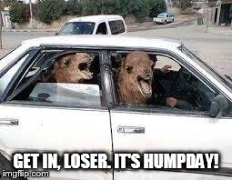 Camels In Car | GET IN, LOSER. IT'S HUMPDAY! | image tagged in camels in car | made w/ Imgflip meme maker