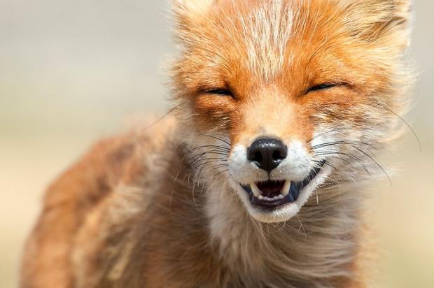 High Quality Foxlol Blank Meme Template